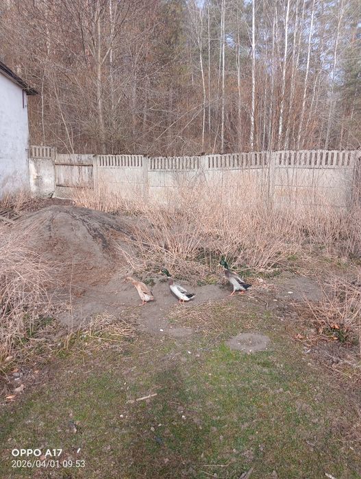 Sprzedam kaczora biegusa