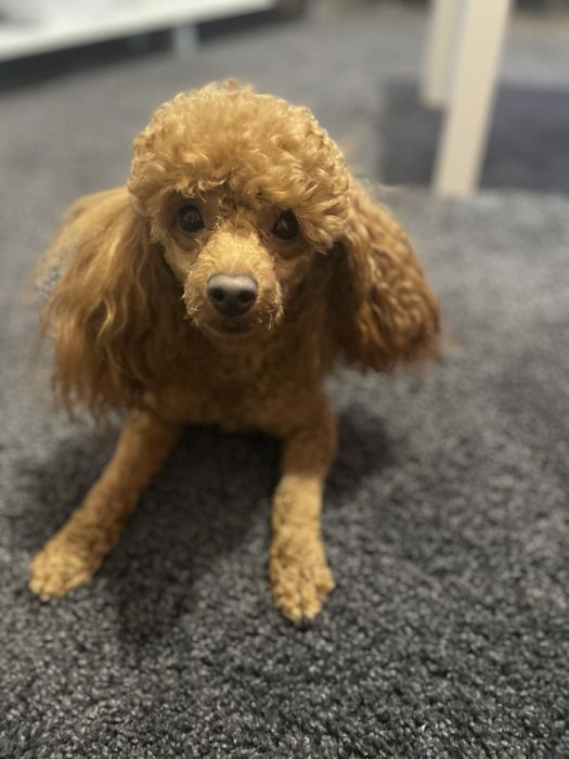 Той пудель , вязка