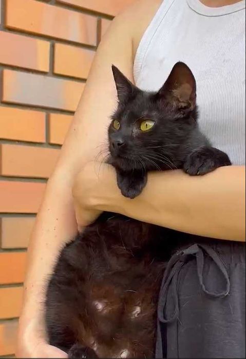 Szukamy domu dla Kiry