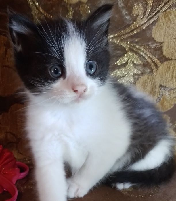 КОТЯТА МЕТИСЫ  в добрые руки