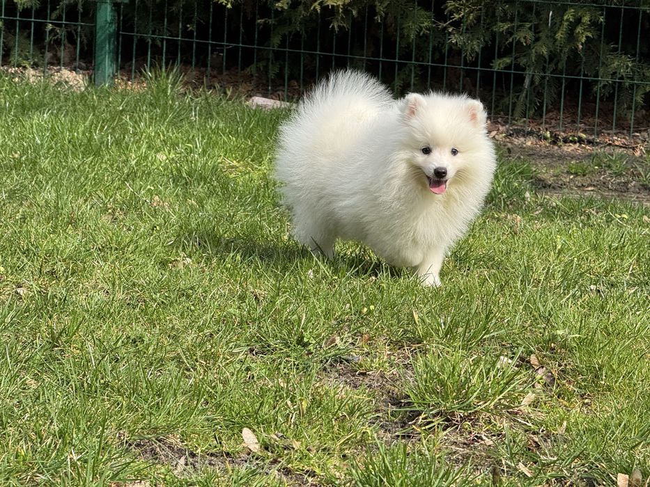 Szpic Japoński - nie Samoyed - Cudny maluch - ZKwP / FCI