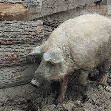 Продам  семью свиней угорської мангалиці