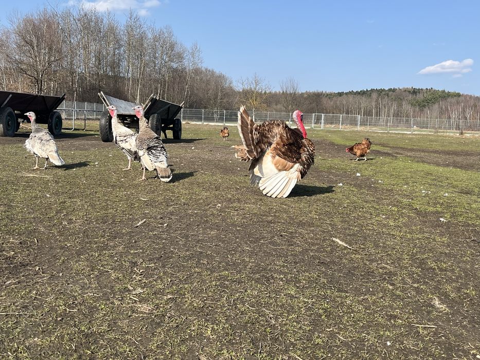 Indor czerwony duży