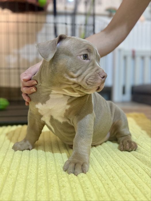 Piesek American Bully lilac tri