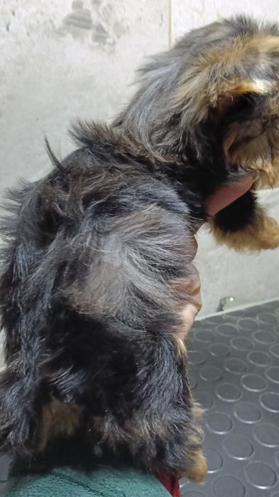 Красивый мальчик Йорк Мерль Блю тан.