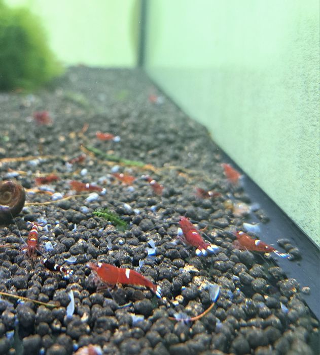 Акваріумна креветка - власного розведення!