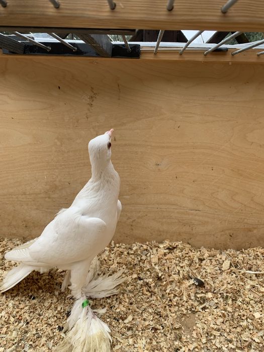 Samica bociana niemieckiego 25r