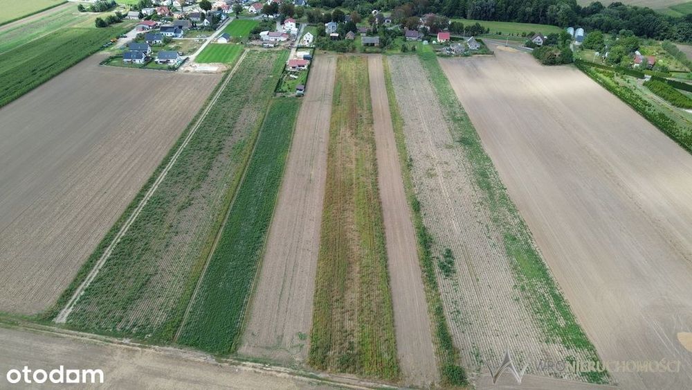 Działki 1,3550 HA oraz dom  i budynki gospodarcze - Widok 2