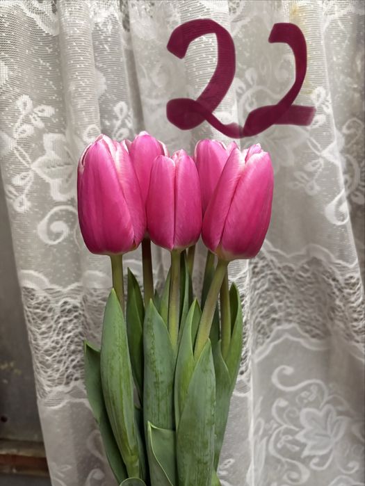 Продам луковицы тюльпанов после выгонки на 8 марта/цибулини тюльпанів