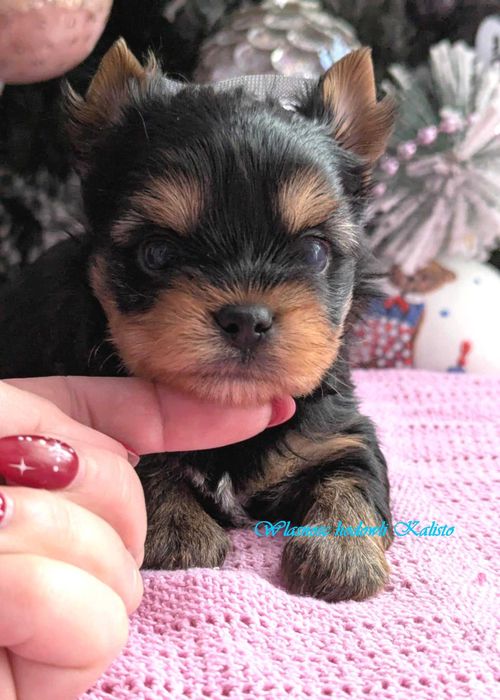 York Piesek Yorkshire Terrier