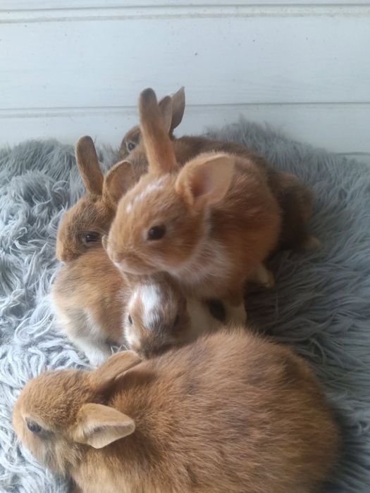 Króliczki miniaturki Hermelin Niebieskooki Teddy Mini Lop
