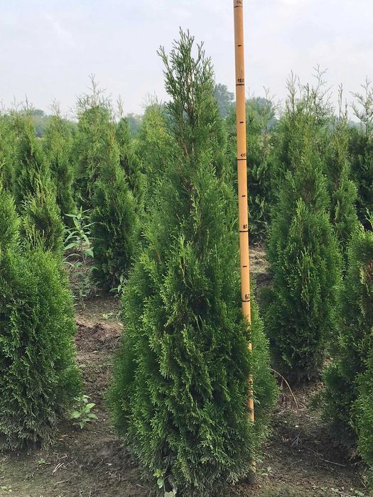 tuja szmaragd, piękne sadzonka jakość premium 160cm JESIENNA PROMOCJA!