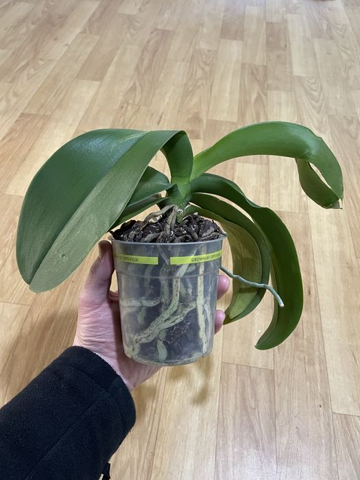 Орхідея біла  Phalaenopsis