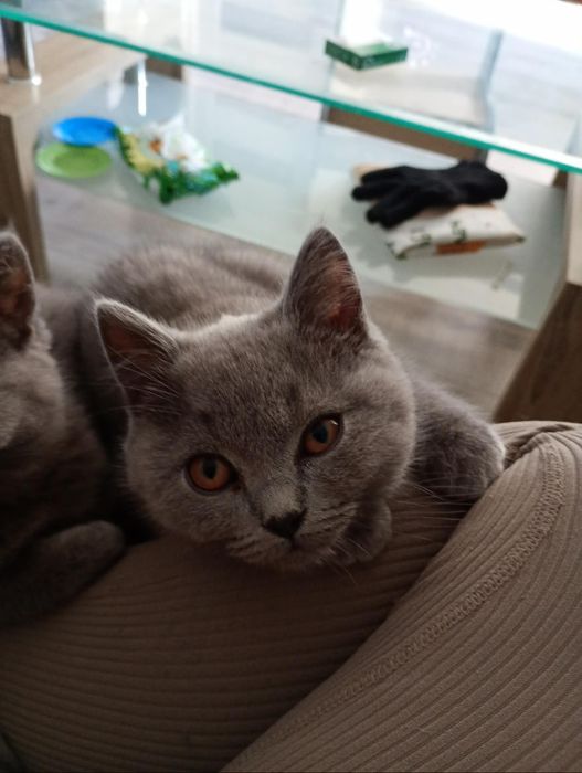 Kocurek brytyjski niebieski