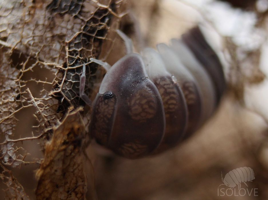 Cubaris sp. "panda king", isopoda, równonogi, kulanki, prosionki