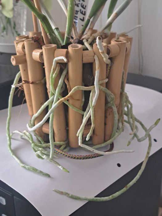 Орхидея  Горшок из бамбука для каттлеи орхидеи