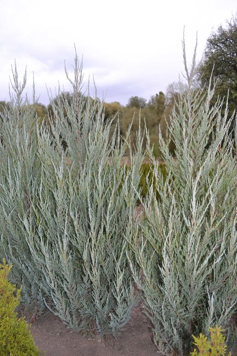 Ялівець скельний Блю Арроу "Blue Arrow"