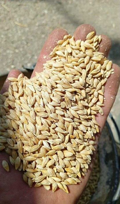 Кукурудза, Пшениця,Ячмінь,Насіння соняха,Зерносуміш