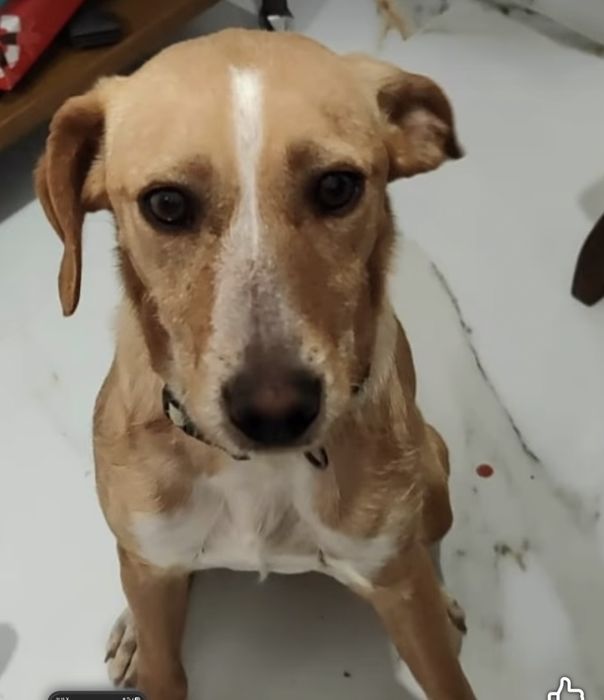Cadelinha 4 anos para adopção