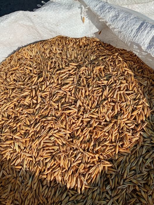 Прод.овес,пшеницю та ячміньта насіння гречки.