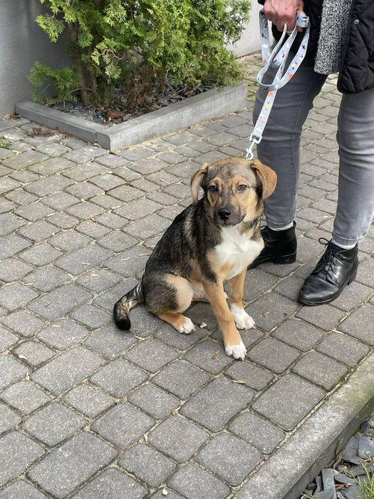 Psi bracia szukają domu