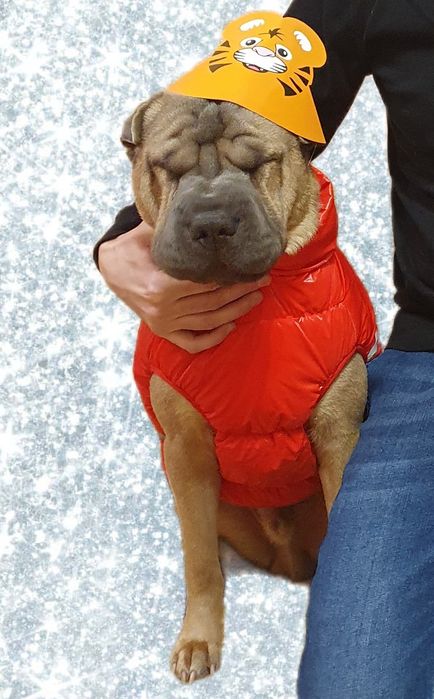 Вязка китайского шар-пея