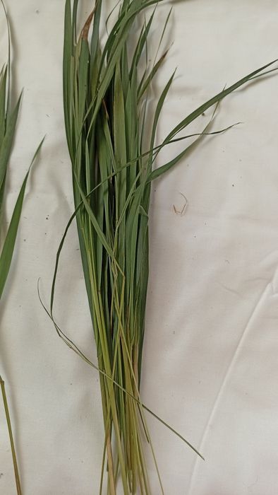 Горіхові перетинки, трава зубрівка