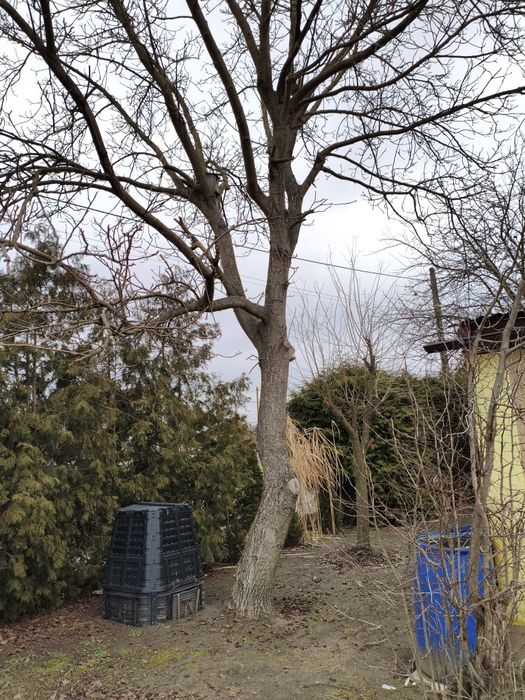 Orzech włoski  za darmo