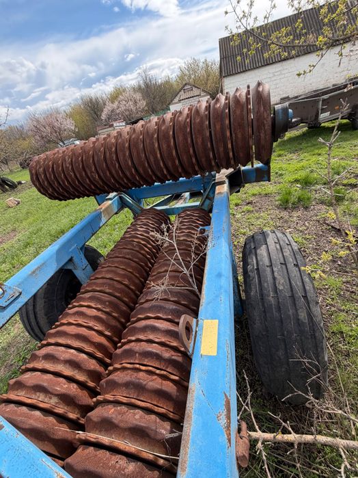 Коток зубчато кільчатий