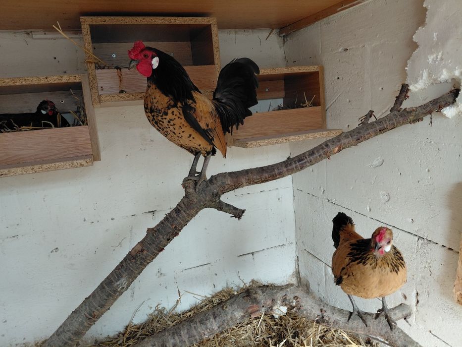 Liliputki parka lato 2025