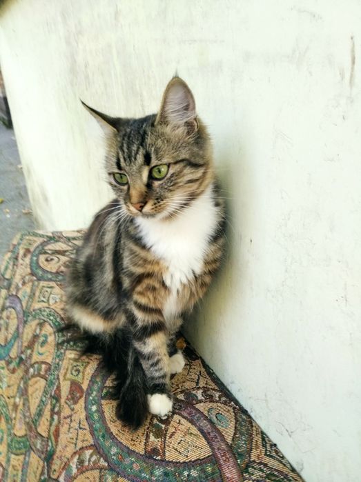 Віддамо в добрі руки!