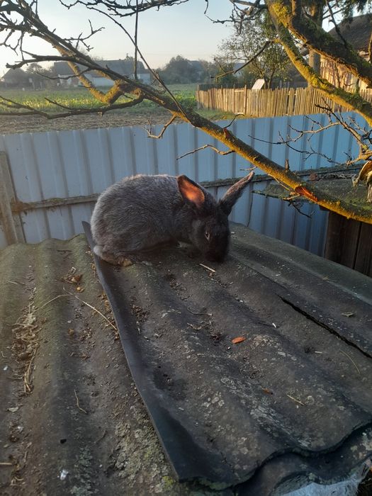Продам самчика полтавське срібло.