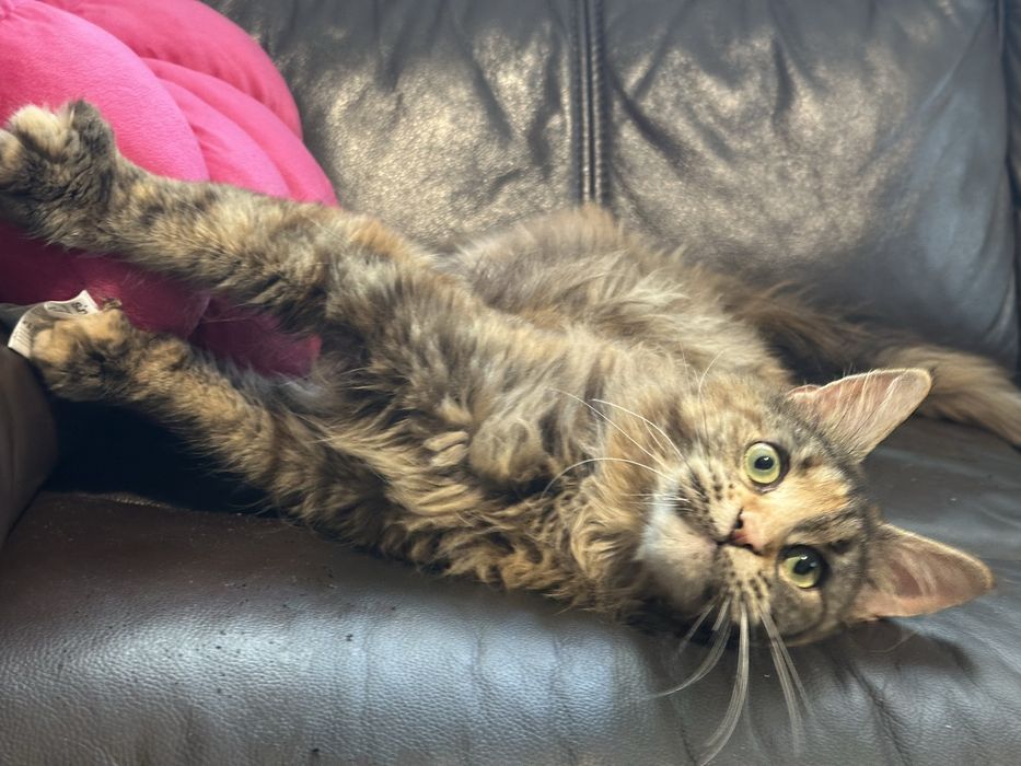 Kotka maine coon z rodowodem na sprzedaz