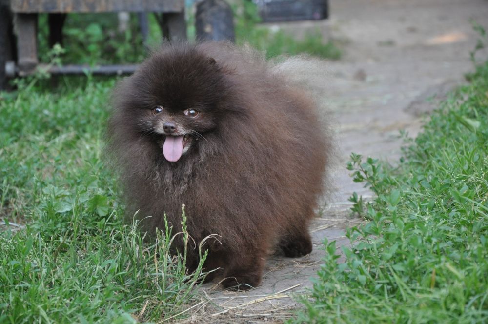 Кобель померанского шпица шоколад вязка.