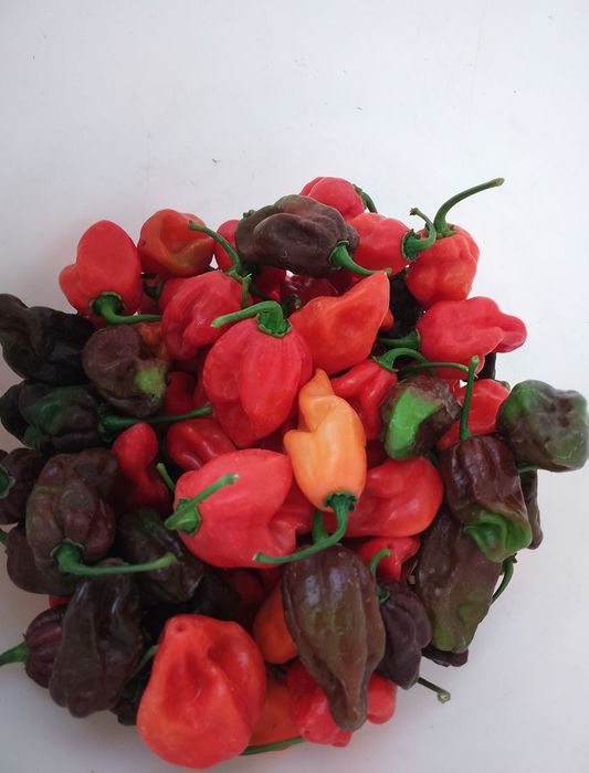 Набір насіння гострого перцю Хабанеро Habanero - 40 насінин