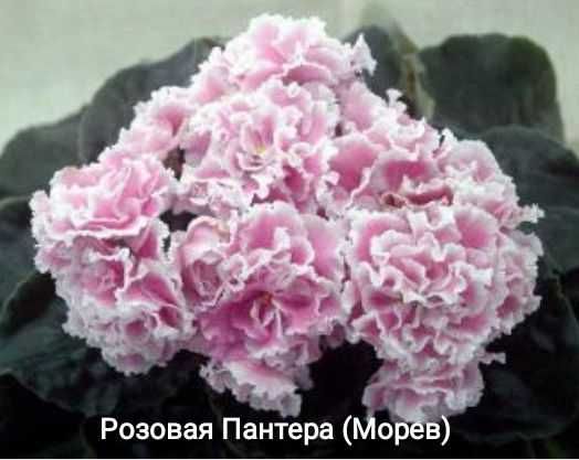 Фіалка Пломбір з чорницею