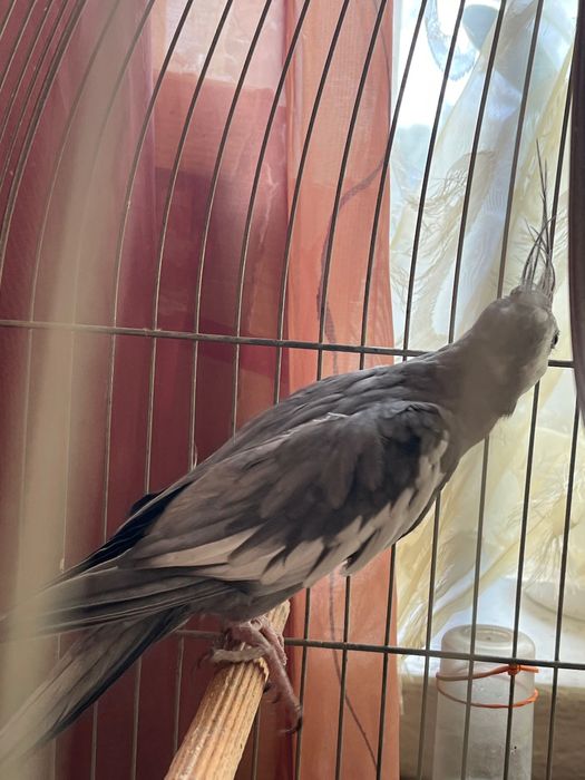 Papugi Nimfy para z klatką