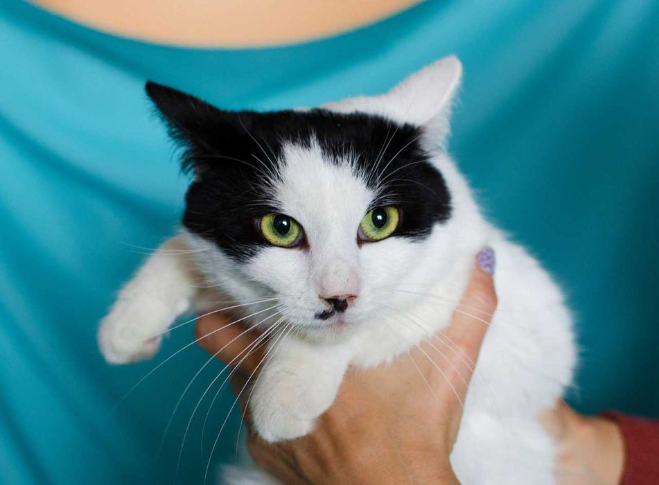 Найніжніша киця Мушка шукає дім, 1 рік, стерилізована, кішка, кошка