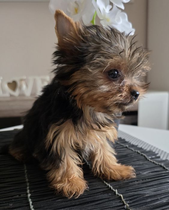 Cudna mini dziewczynka york