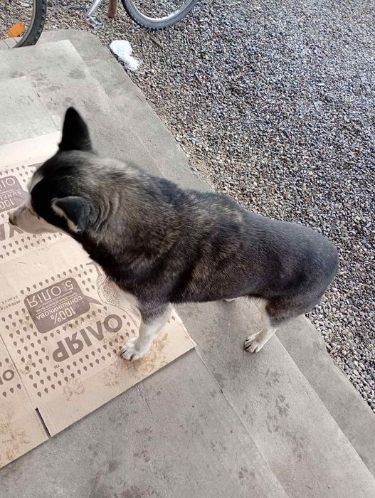 Шукаемо нових власників для Хаскі