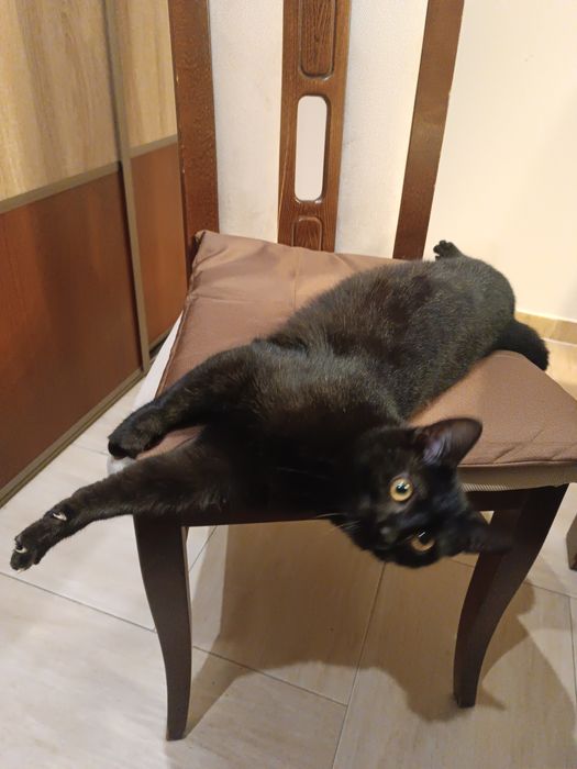 Oddam czarna kotkę.