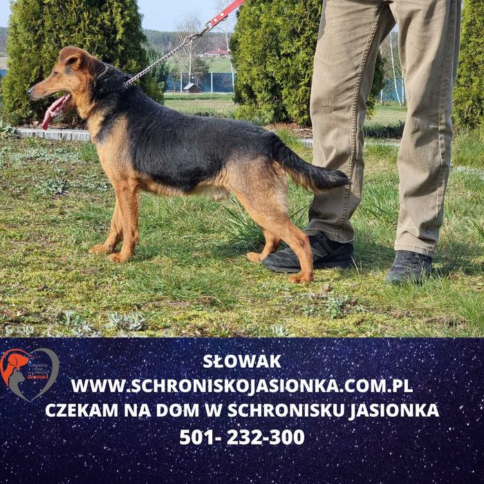 Słowak w schronisko jasionka  aktualne