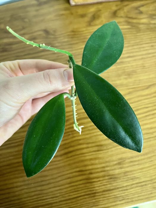 hoya sp. India 2x ukorzeniona sadzonka