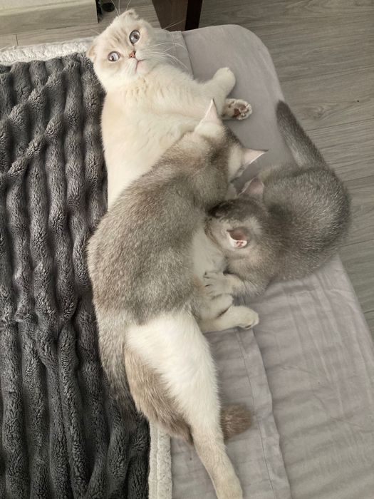 Шотландський шиншиловий котик