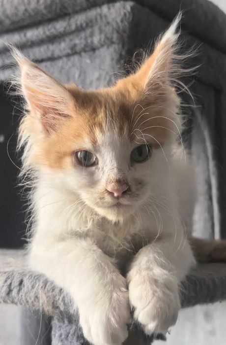 Kocur Maine Coon do rezerwacji