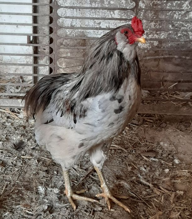 Koguty marzec 2025 sprzedam