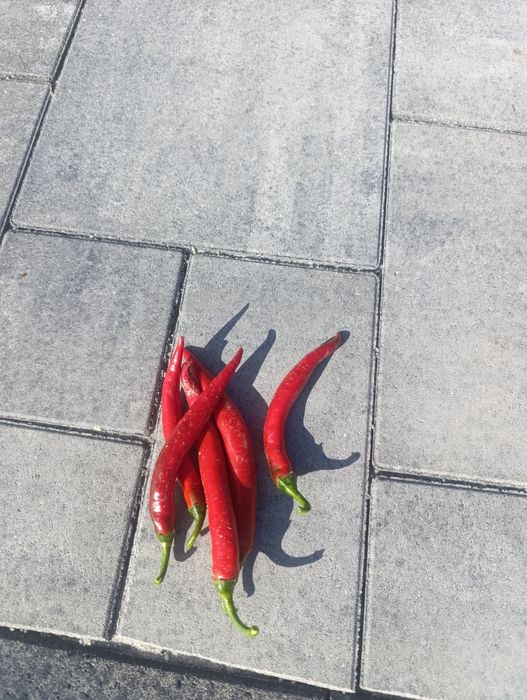 Papryka ostra 2 kilogramy chilli i 200 g Ghost Pepper