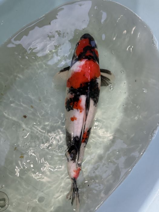 Carpas Koi japonesas