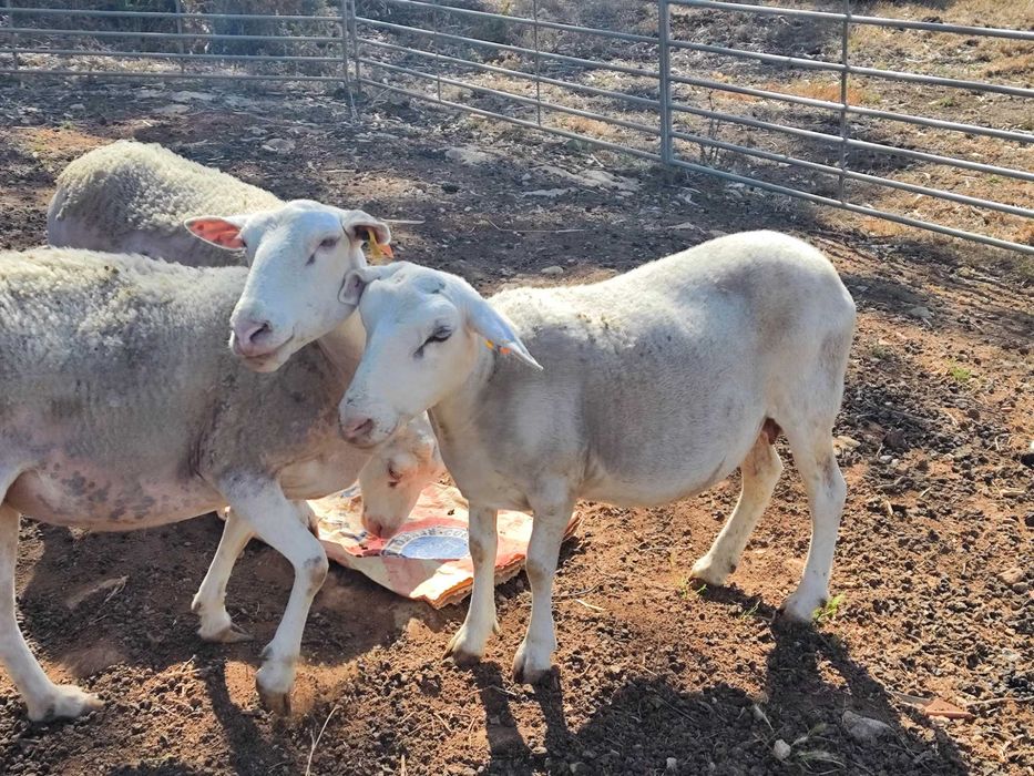 Ovelhas inra 401