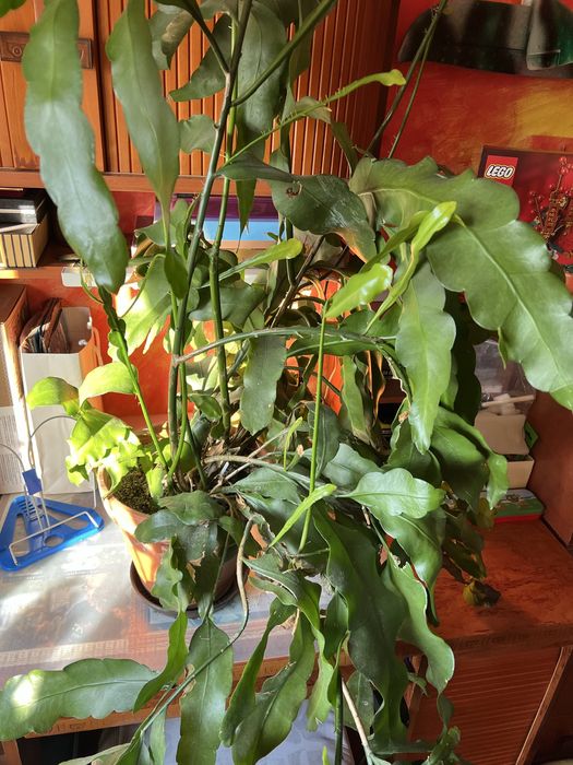 Epiphillum Oxipetalum kwiat duży